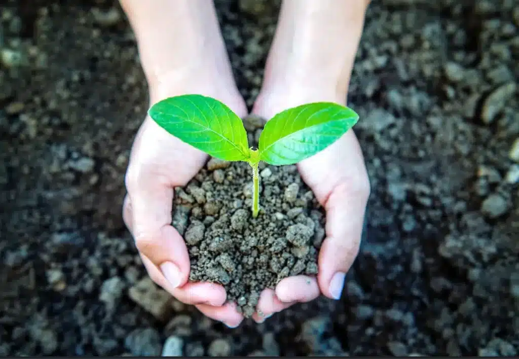 El Consejo y el Parlamento Europeo han acordado mejorar el etiquetado de fertilizantes, permitiendo el etiquetado digital, simplificando los requisitos y garantizando acceso a información clara para los consumidores.